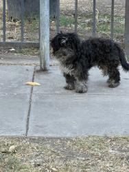 Found/Stray Female Dog last seen E Jackson st, Stockton, CA 95206