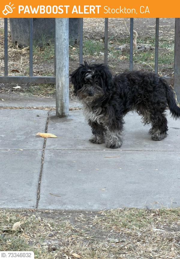 Found/Stray Female Dog last seen E Jackson st, Stockton, CA 95206