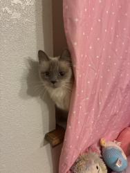 Reunited Female Cat last seen Near S Walker Ave Oklahoma City, OK 73139 United States, Oklahoma City, OK 73139