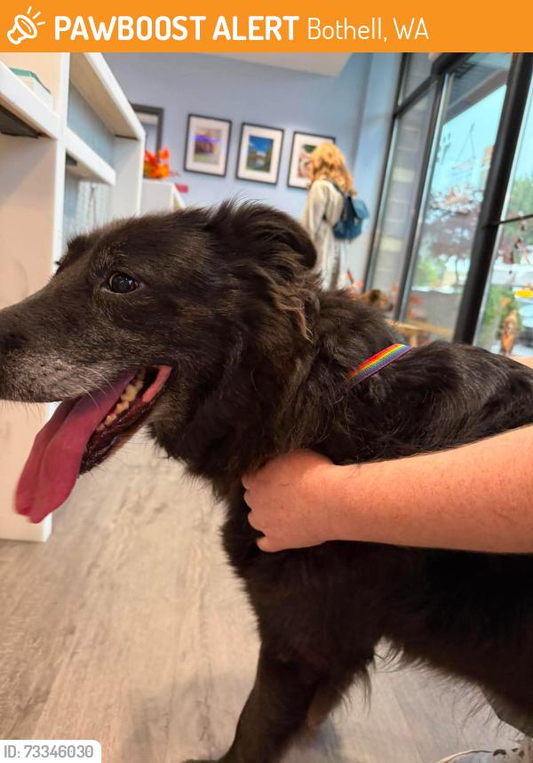 Found/Stray Unknown Dog last seen Near the Bothell firehouse, Bothell, WA 98011