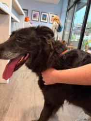 Found/Stray Unknown Dog last seen Near the Bothell firehouse, Bothell, WA 98011