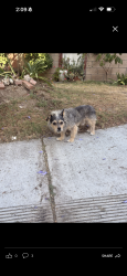 Lost Male Dog last seen Near w marion way, Santa Ana, CA 92706
