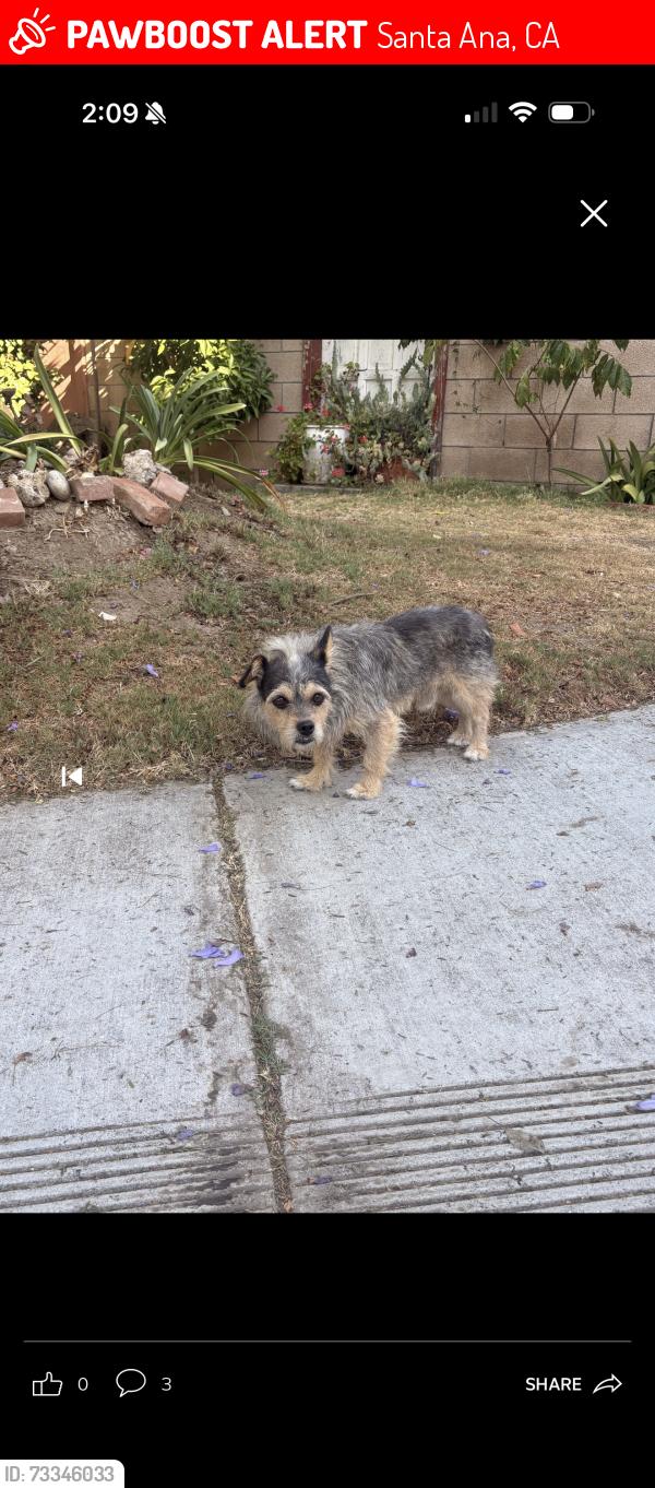 Lost Male Dog last seen Near w marion way, Santa Ana, CA 92706