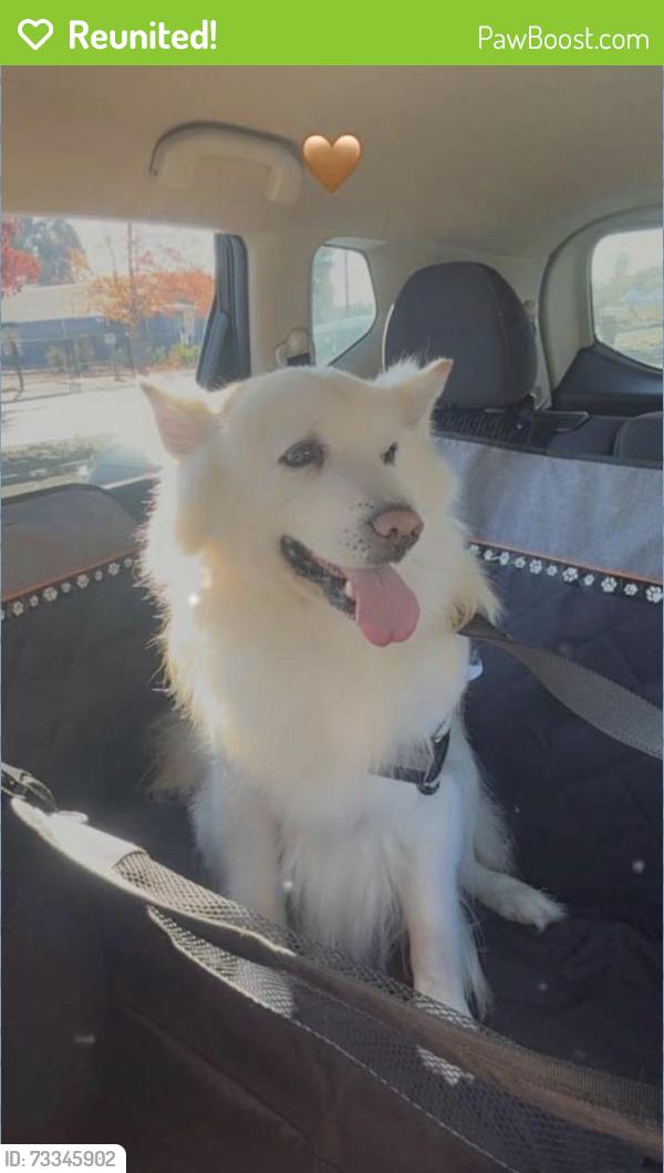 Reunited Male Dog last seen Mini Dr and Sonoma Boulevard, Vallejo, CA 94589
