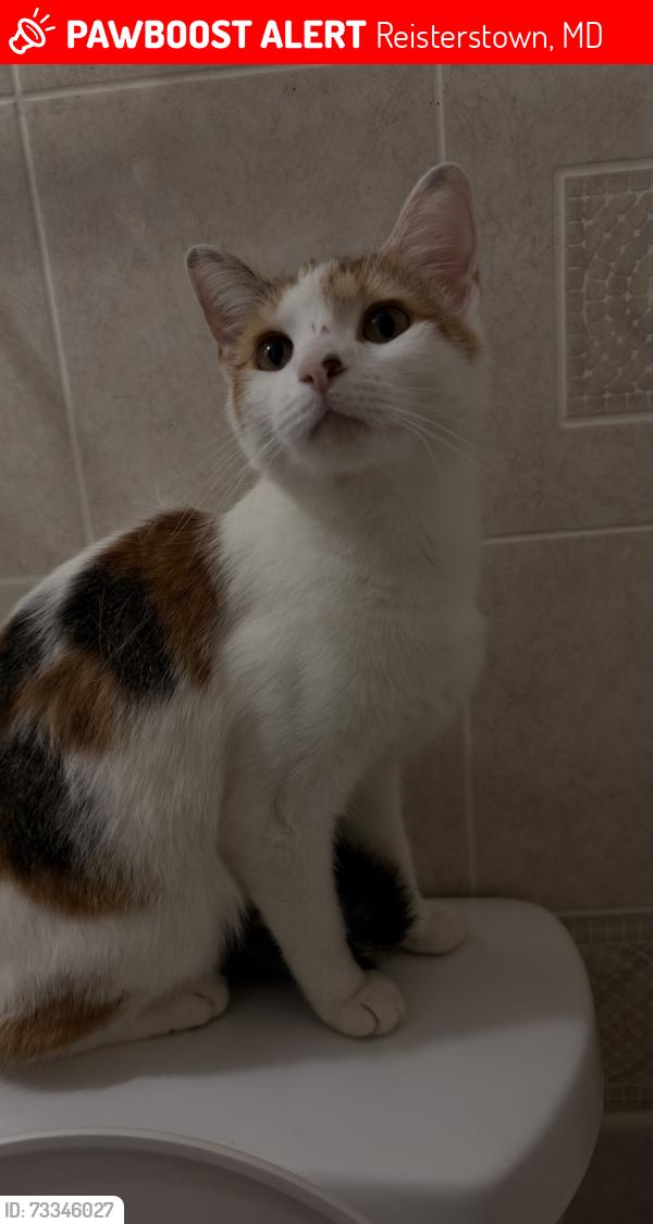 Lost Female Cat last seen Caraway road, Reisterstown, MD 21136