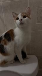 Lost Female Cat last seen Caraway road, Reisterstown, MD 21136