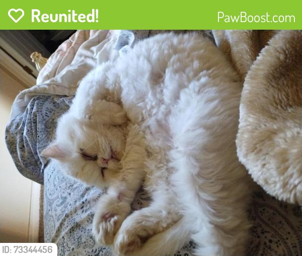 Reunited Male Cat last seen 32nd and Youngfield, Wheat Ridge, CO 80215
