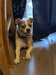 Found/Stray Male Dog last seen Near, Salt Lake City, UT 84118