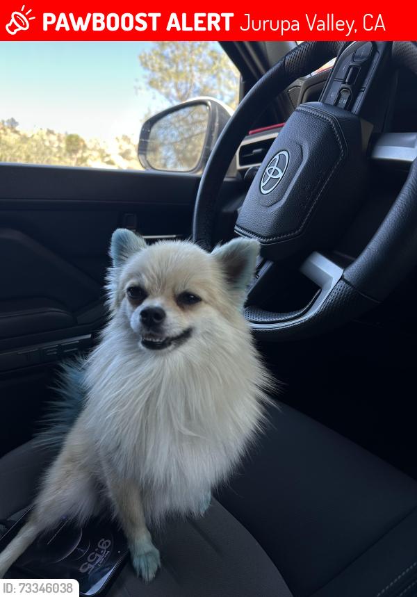 Lost Female Dog last seen steve ave, Jurupa Valley, CA 92509