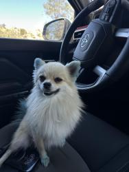 Lost Female Dog last seen steve ave, Jurupa Valley, CA 92509