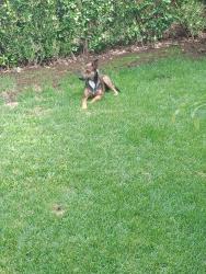 Found/Stray Male Dog last seen Millet Way & Bridgeford Dr., Sacramento, CA 95834