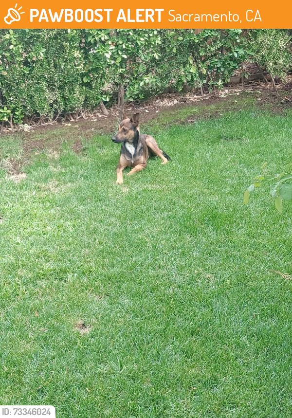 Found/Stray Male Dog last seen Millet Way & Bridgeford Dr., Sacramento, CA 95834