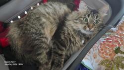 Reunited Female Cat last seen 24th Street rd and 24th Ave, Greeley, CO 80634