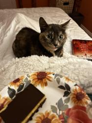 Reunited Female Cat last seen Princess st and Richmond st Lucan, Lucan Biddulph, ON N0M 2J0