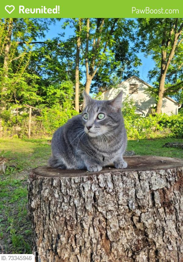 Reunited Female Cat last seen Baptist hosp, Fort Smith, AR 72916