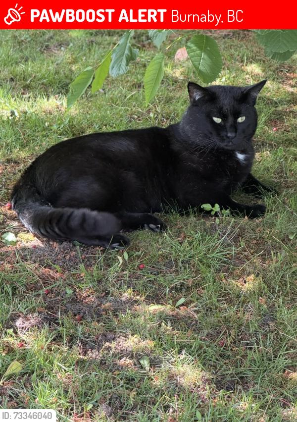 Lost Male Cat last seen Gilley ave and Oakland st, Burnaby, BC 
