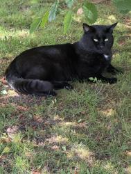 Lost Male Cat last seen Gilley ave and Oakland st, Burnaby, BC 