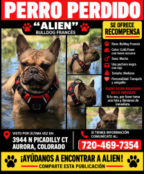 Reunited Male Dog last seen Near n picadilly ct, Aurora, CO 80019