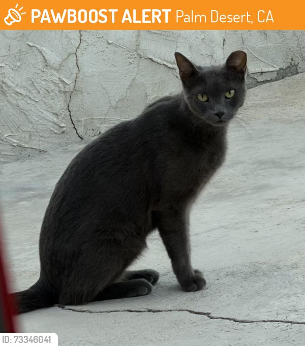Found/Stray Unknown Cat last seen Illinois Ave and Elkhorn, Palm Desert, CA 92211