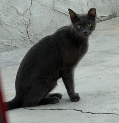 Found/Stray Unknown Cat last seen Illinois Ave and Elkhorn, Palm Desert, CA 92211