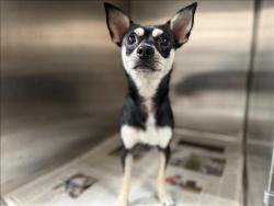 Shelter Stray Unknown Dog last seen , 3201 Lacy St, Los Angeles, CA 90031, USA