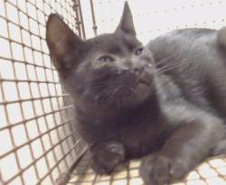 Shelter Stray Male Cat last seen ENTERPRISE CT/ INDUSTRIAL DR, 95632, 3839 Bradshaw Rd, Sacramento, CA 95827, USA