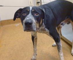 Shelter Stray Male Dog last seen MEISS RD/ JACKSON RD, 95638, 3839 Bradshaw Rd, Sacramento, CA 95827, USA