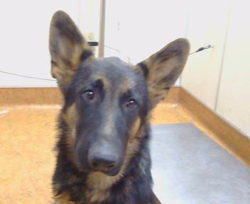 Shelter Stray Unknown Dog last seen SCOTT RD/ LATROBE RD, 95683, 3839 Bradshaw Rd, Sacramento, CA 95827, USA