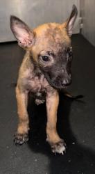 Shelter Stray Female Dog last seen Near BLOCK W MARTIN, 4710 TX-151, San Antonio, TX 78227, USA