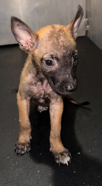 Shelter Stray Female Dog last seen Near BLOCK W MARTIN, 4710 TX-151, San Antonio, TX 78227, USA
