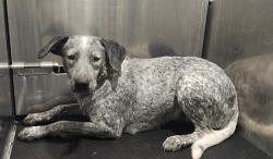 Shelter Stray Female Dog last seen Near BLOCK W BROADVIEW, 4710 TX-151, San Antonio, TX 78227, USA