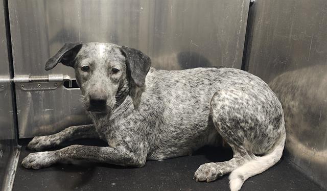 Shelter Stray Female Dog last seen Near BLOCK W BROADVIEW, 4710 TX-151, San Antonio, TX 78227, USA