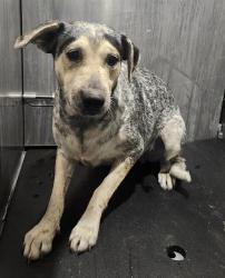 Shelter Stray Female Dog last seen Near BLOCK W BROADVIEW, 4710 TX-151, San Antonio, TX 78227, USA