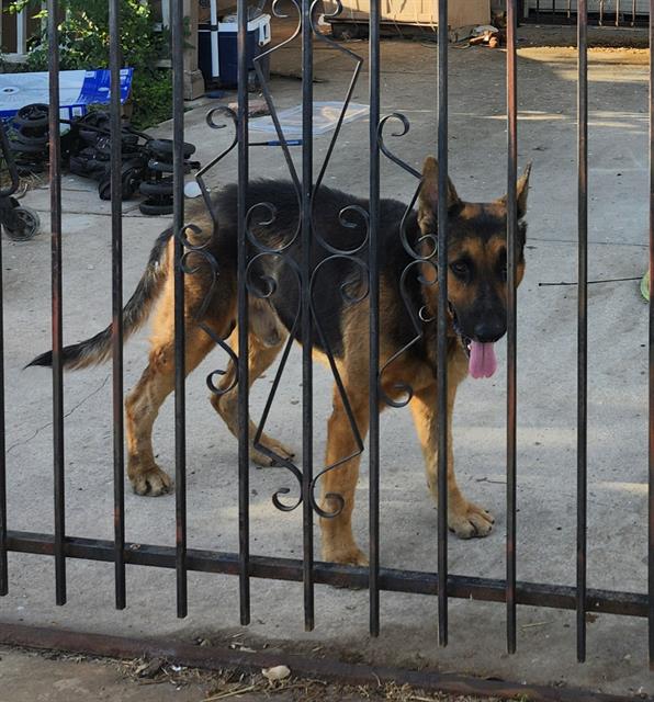 Shelter Stray Male Dog last seen Near BLOCK VILLA NORTE, 4710 TX-151, San Antonio, TX 78227, USA
