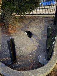 Found/Stray Unknown Cat last seen Near Sacramento street parking lot, San Francisco, CA 94115