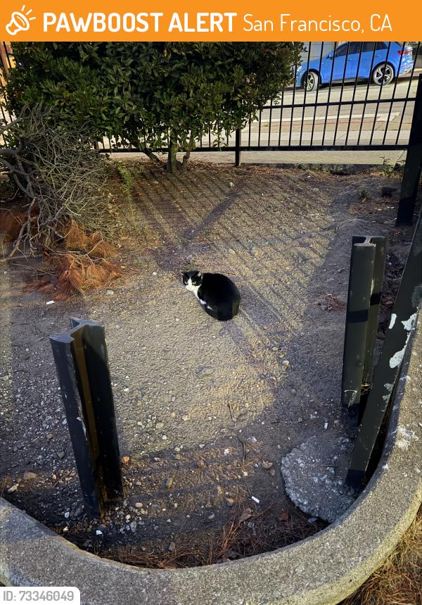 Found/Stray Unknown Cat last seen Near Sacramento street parking lot, San Francisco, CA 94115