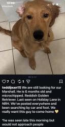 Lost Male Dog last seen Holiday lane, North Richland Hills, TX 76180