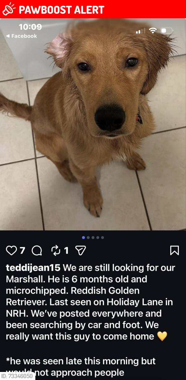 Lost Male Dog last seen Holiday lane, North Richland Hills, TX 76180