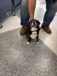 Found/Stray Male Dog last seen Nancy Boyd Park, Martinez, CA 94553