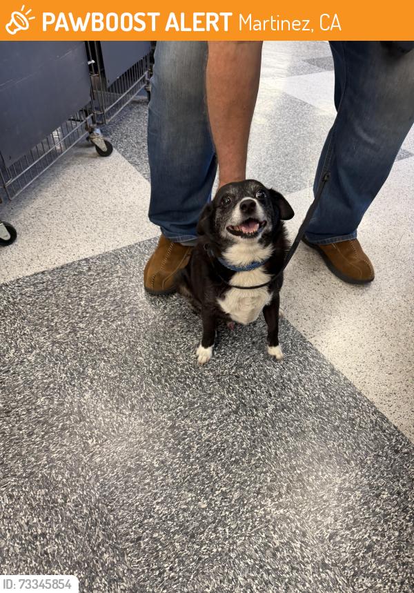 Found/Stray Male Dog last seen Nancy Boyd Park, Martinez, CA 94553