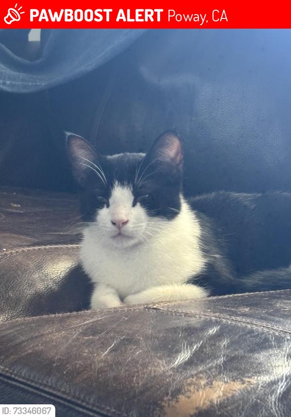 Lost Female Cat last seen Near oak knoll rd Poway ca 92064, Poway, CA 92064