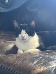 Lost Female Cat last seen Near oak knoll rd Poway ca 92064, Poway, CA 92064