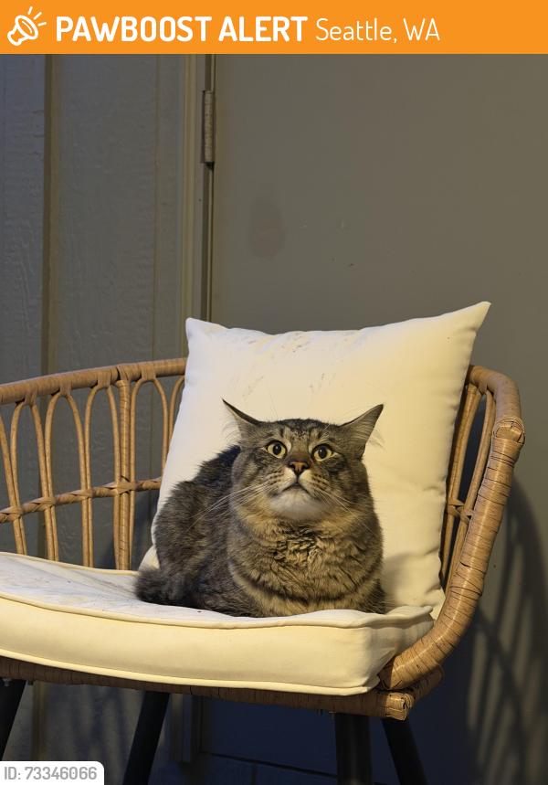Found/Stray Unknown Cat last seen Near 17th Ave e Seattle, Seattle, WA 98112