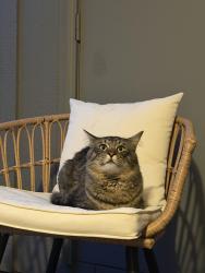 Found/Stray Unknown Cat last seen Near 17th Ave e Seattle, Seattle, WA 98112