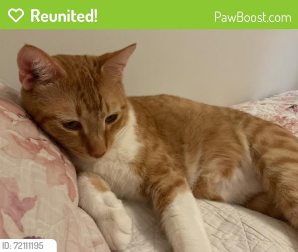 Reunited Male Cat last seen Prime point rd, Wendell, NC 27545
