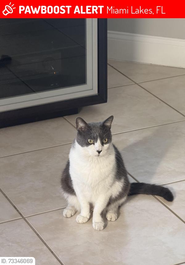 Lost Male Cat last seen Backyard of the house over cameras, Miami Lakes, FL 33016