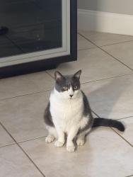 Lost Male Cat last seen Backyard of the house over cameras, Miami Lakes, FL 33016