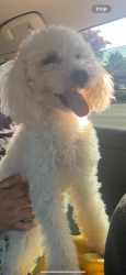 Reunited Male Dog last seen Found him running around in San Carlos Ave & Laguna street. Right next to concord Bart area, Concord, CA 94519