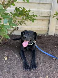 Lost Female Dog last seen Savannah Lakes Neighborhood, Rosharon, TX 77583