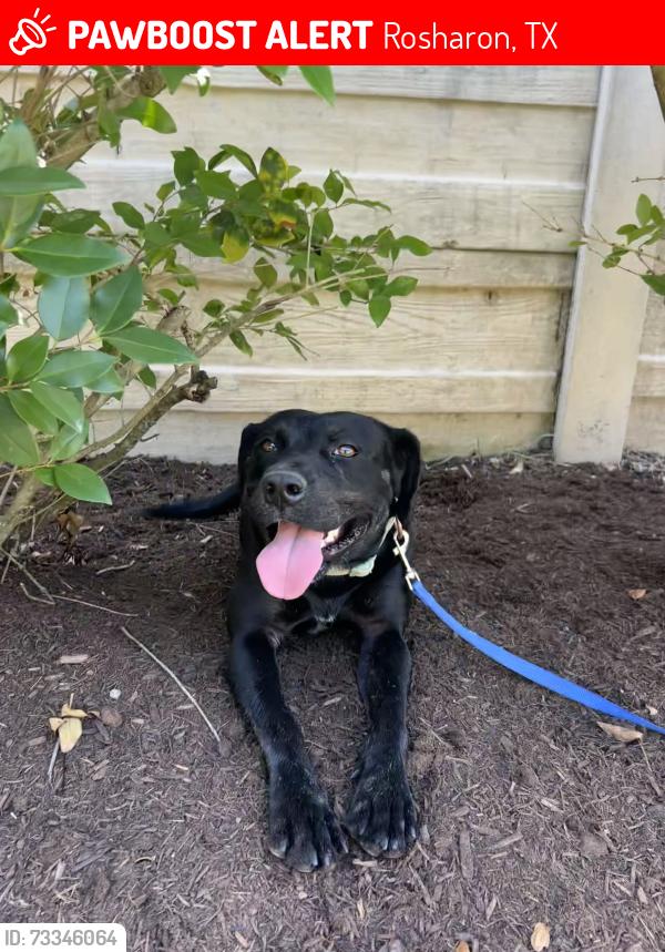 Lost Female Dog last seen Savannah Lakes Neighborhood, Rosharon, TX 77583